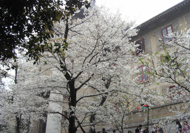 武汉大学医学部