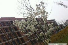 2019年四川科技职业学院医护学院(华道科教医学升学班)四川卫校排名解读