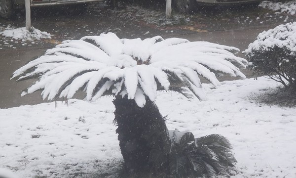 云南省林业高级技工学校铁树