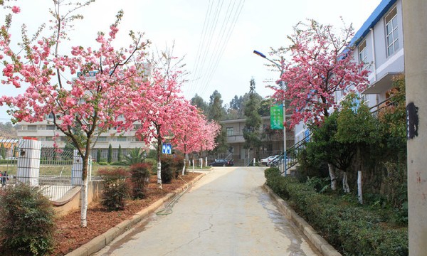 云南省林业高级技工学校樱花、绿树-