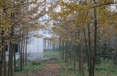 乐山市医药科技学校2019招生录取分数线